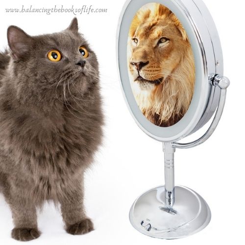 Year End Reflection cat sees lion